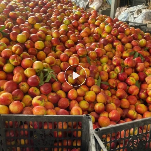 阜阳油桃