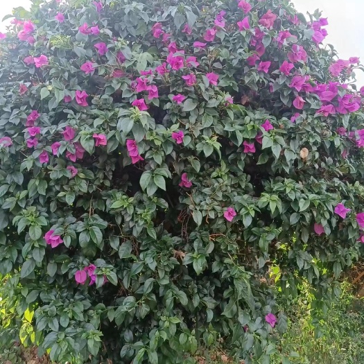 宜良县三角梅球