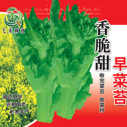 眉山七禾黑菜籽油菜苔种子40g/香脆甜/早熟早抽苔/收鲜菜收菜籽