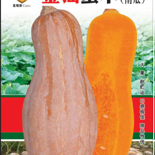 七禾杂交甜蜜本南瓜种子/金汕密本/汕蜜一号/又面又甜