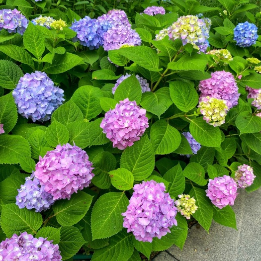 昆明无尽夏绣球苗