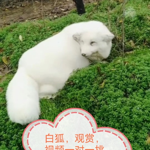 邓州市宠物白狐，品相好看，雪白全身