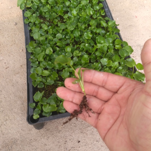广州源头基地大量出售室内外绿化植物 春羽（春雨）苗 园林花卉苗批