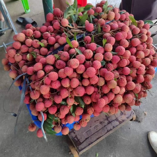 广州广州增城正宗桂味，在园30-40吨，量大价优
