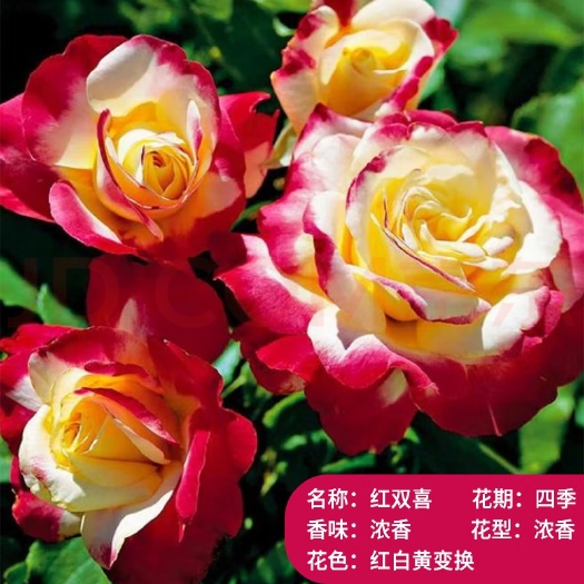 昆明红双喜无纺布袋苗