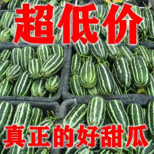 【甜】博洋9号头茬甜瓜羊角蜜甜瓜香瓜新鲜水果整箱批发价