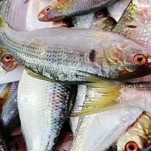 海鲫鱼，磁鱼