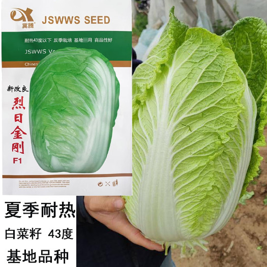 夏季专用白菜种子 耐热43度 反季节栽培 基地专用 商品性好