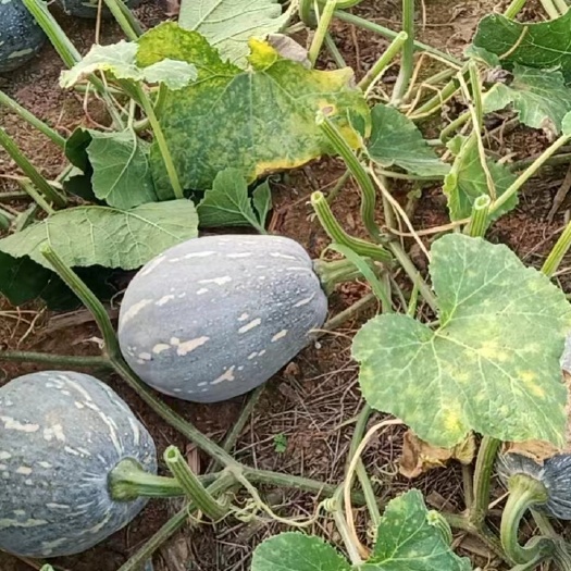 香芋南瓜，产地直贡珠三角，批发市场电商团购