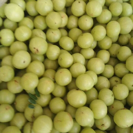 余甘果 广西壮族自治区贵港市平南县