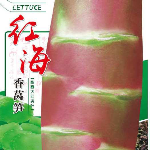眉山七禾大红尖叶香莴笋种子/红海/耐寒青肉清香型