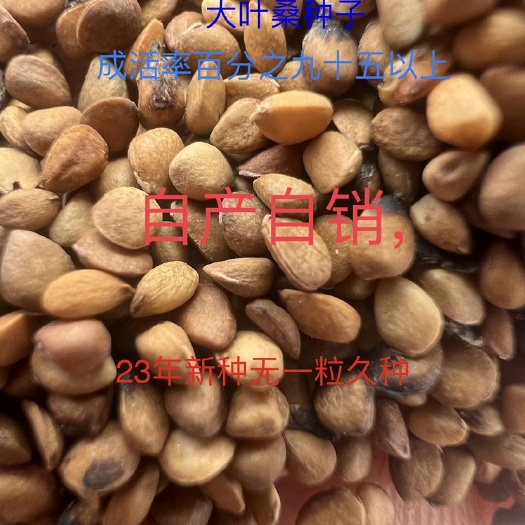 横州市大叶桑种子养蚕桑种子23年新鲜种子