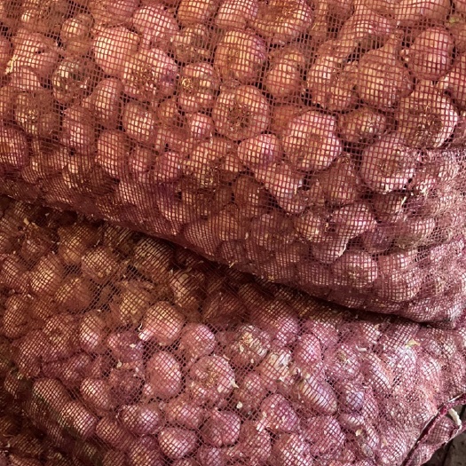 紫皮蒜