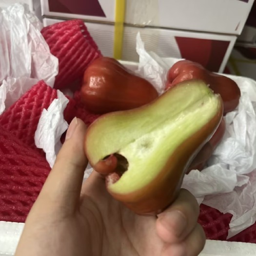 广州黑金刚莲雾