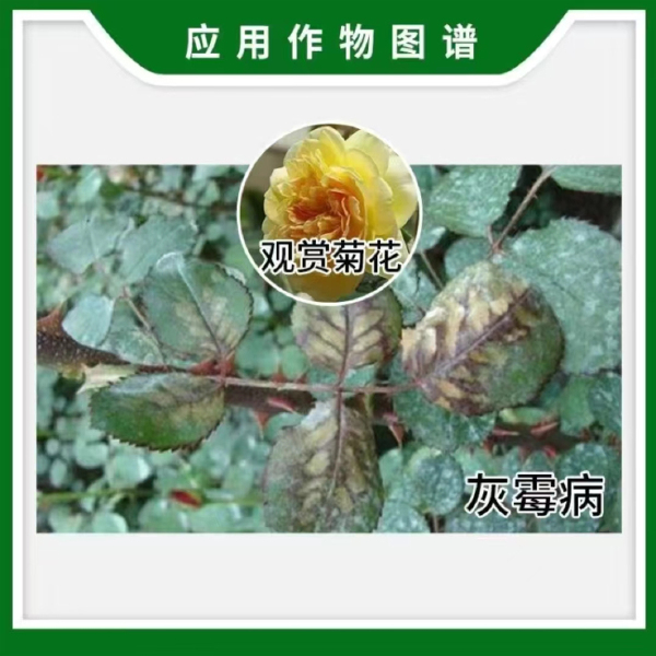 先正达卉友50%咯菌腈韭菜灰霉病观赏菊花灰霉病先正达杀菌剂批