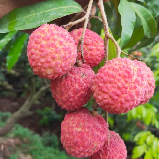 东莞市桂味