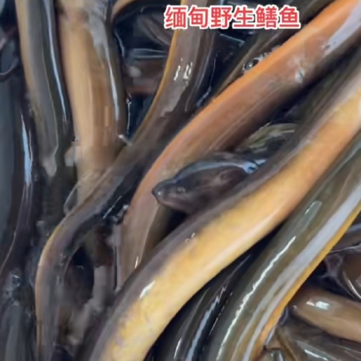 南宁黄鳝黄条