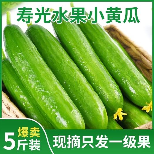 寿光市新鲜现摘水果小黄瓜山东旱黄瓜生吃孕妇蔬菜脆嫩青瓜5斤整箱包邮