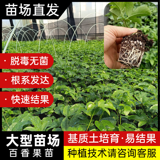 桂林【台农二号】广西百香果苗盆栽庭院阳台丘陵鸡蛋果当年结果包邮