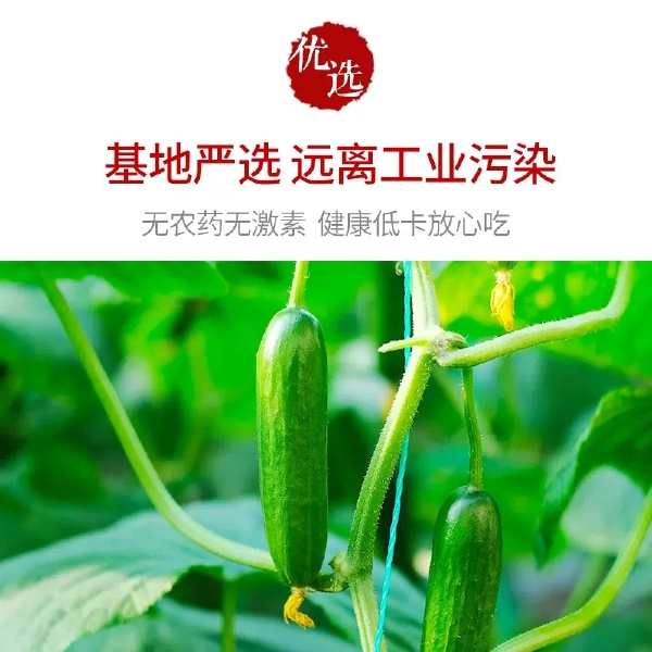 新鲜现摘水果小黄瓜山东旱黄瓜生吃蔬菜脆嫩青瓜5斤整箱包邮