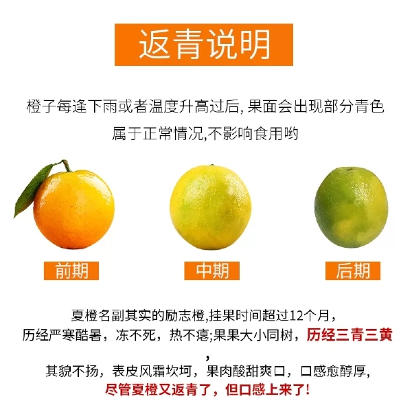 湖北秭归夏橙新鲜橙子脐橙当季水果整箱现摘冰糖甜橙子