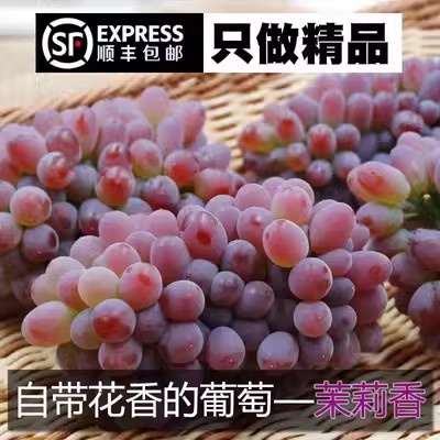 玉溪云南茉莉香葡萄新鲜无籽香甜红提子当季玫瑰香水果整箱顺丰包邮