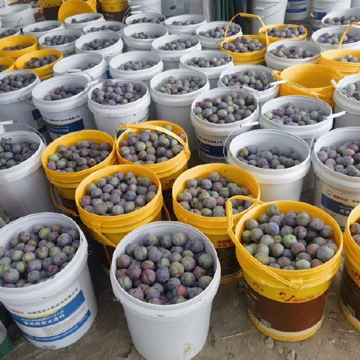 重庆市5月脆、青脆李、蜂糖李