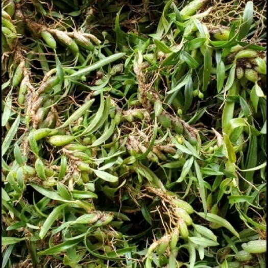 维西县云南山区双叶石橄榄