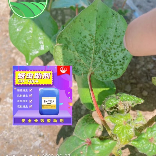 济南新疆棉花蚜虫助剂Y01A