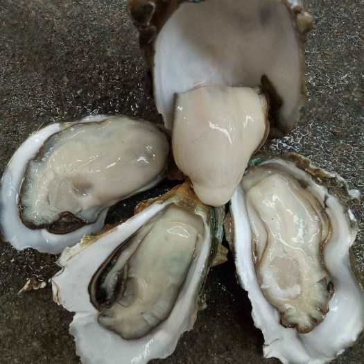徐闻县三倍体生蚝