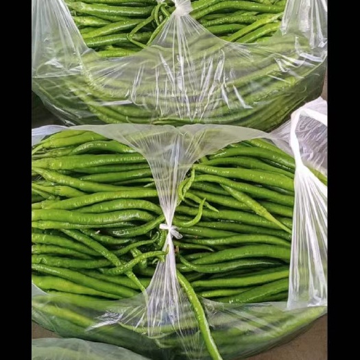 精品二荆条大量上市。品质好，条直条长。黄色薄皮，商超市场