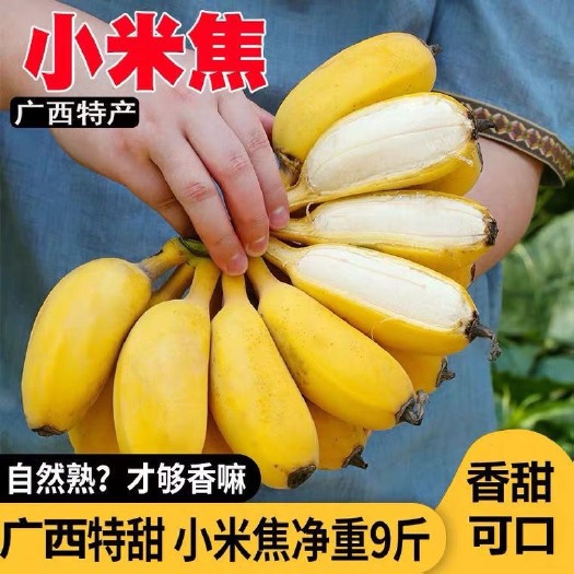 【产地直发】广西小米蕉皇帝蕉鸡蕉苹果蕉粉蕉香蕉整箱批发包邮