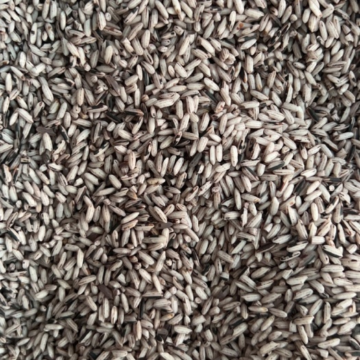思茅云南墨江紫米，北回归线上的紫米