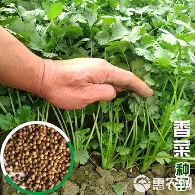 四季速生香菜种子蔬菜种子阳台室内花卉盆栽香菜四季可播种香菜籽