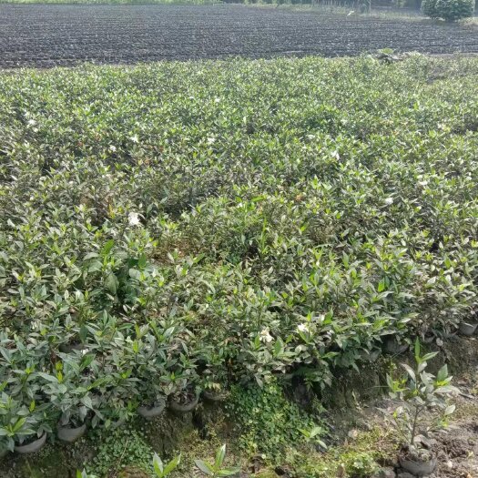 二叶栀子花杯苗，栀子花种植基地，成都栀子花批发！