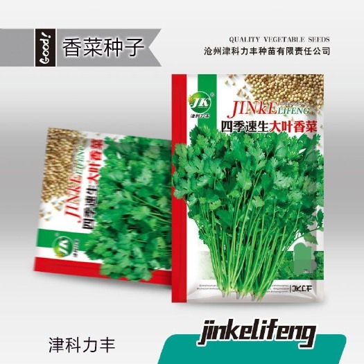长沙四季速生香菜种子蔬菜种子阳台室内花卉盆栽香菜四季可播种香菜籽