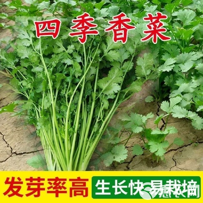 四季速生香菜种子蔬菜种子阳台室内花卉盆栽香菜四季可播种香菜籽