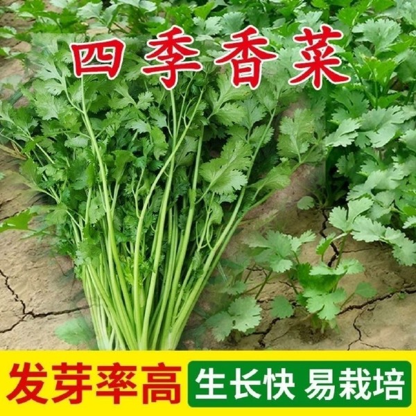 四季速生香菜种子蔬菜种子阳台室内花卉盆栽香菜四季可播种香菜籽