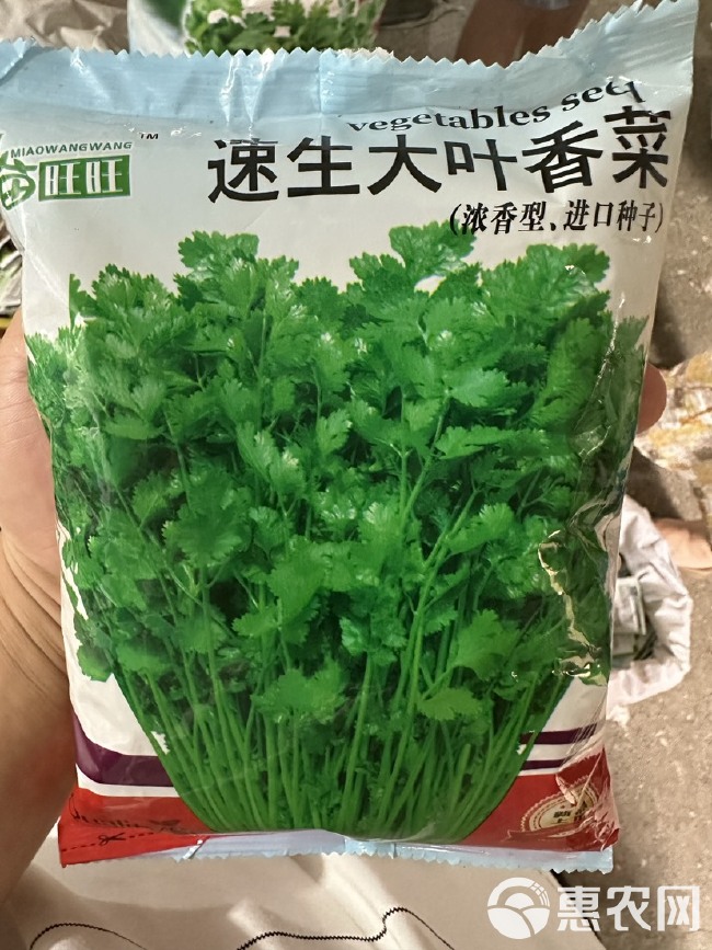 四季速生香菜种子蔬菜种子阳台室内花卉盆栽香菜四季可播种香菜籽