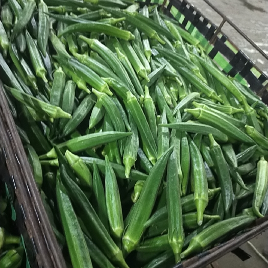开平市黄秋葵大量上市