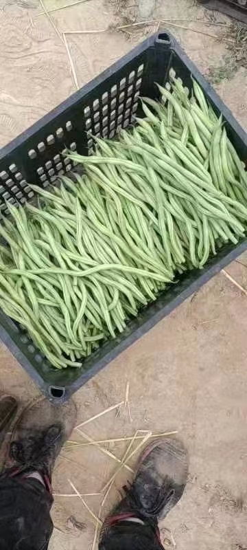 成县架豆王大量上市需要的联系我！