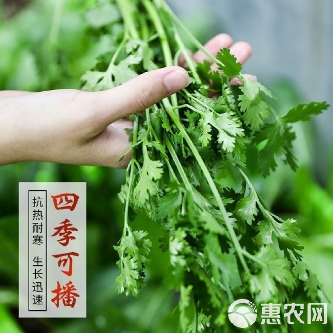 四季速生香菜种子蔬菜种子阳台室内花卉盆栽香菜四季可播种香菜籽