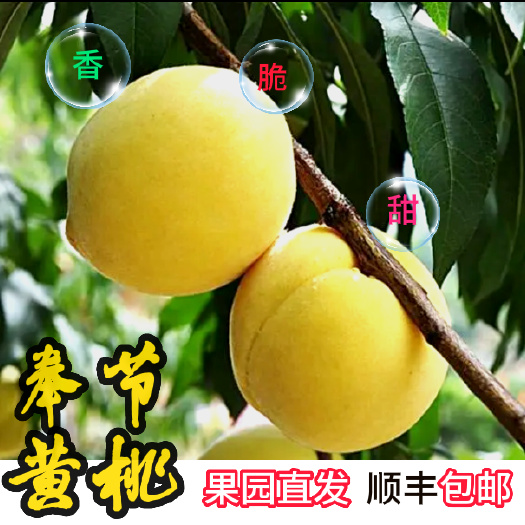 奉节重庆奉节黄桃5斤10斤整箱新鲜水果桃子应季孕妇蜜桃时令水果
