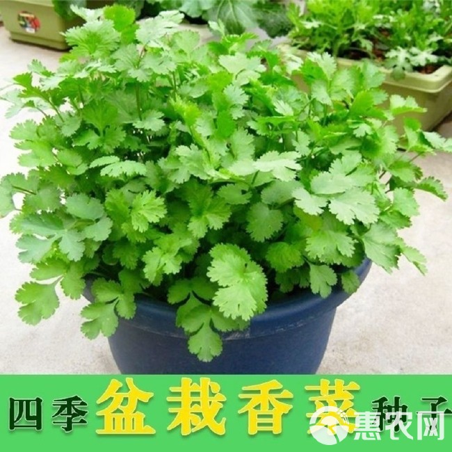 四季速生香菜种子蔬菜种子阳台室内花卉盆栽香菜四季可播种香菜籽