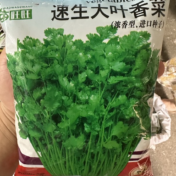 四季速生香菜种子蔬菜种子阳台室内花卉盆栽香菜四季可播种香菜籽