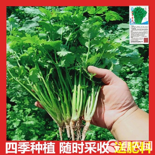 四季速生香菜种子蔬菜种子阳台室内花卉盆栽香菜四季可播种香菜籽