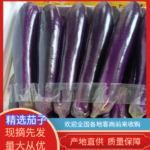横州市广西南宁横州茄子大量现货上市，需要的老板可以联系基地直供