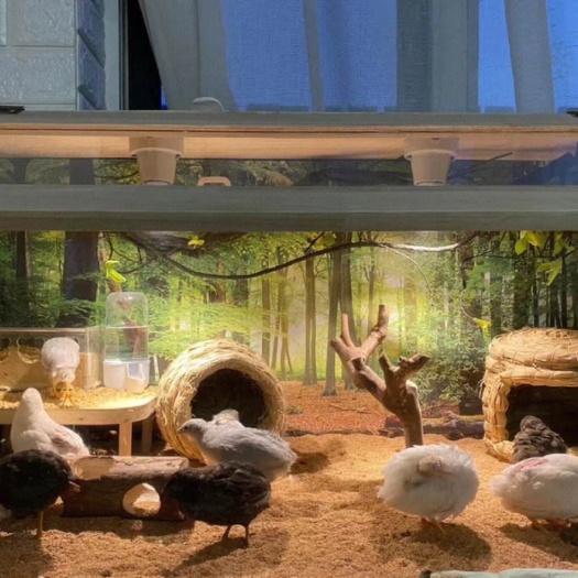 济南芦丁鸡批发，幼崽批发，济南大型养殖基地