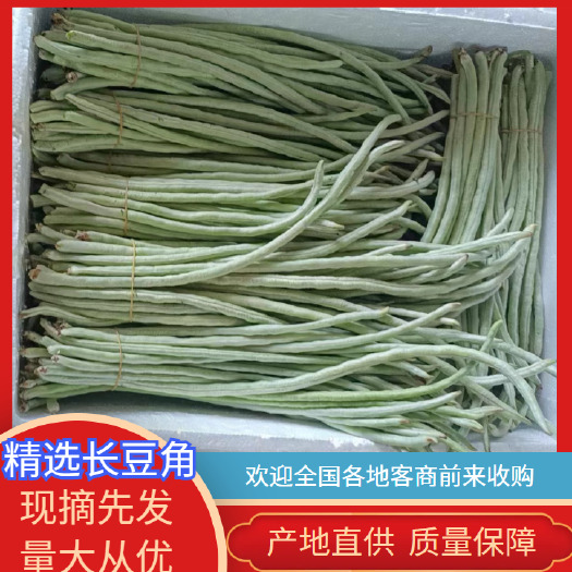 广西南宁市横县豆角豆角青豆角大量现货供应，欢迎全国老板合作