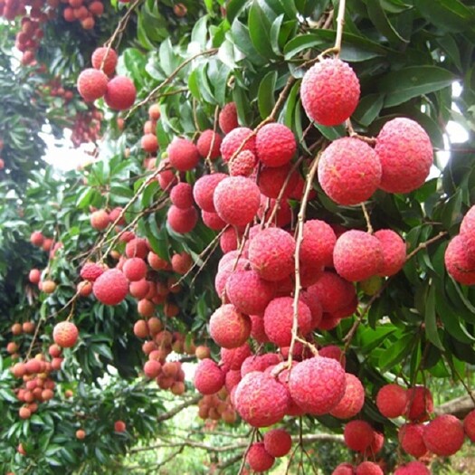 深圳深圳南山荔枝